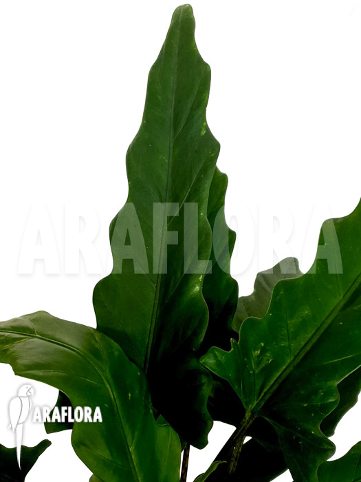 Alocasia lauterbachiana Green Form