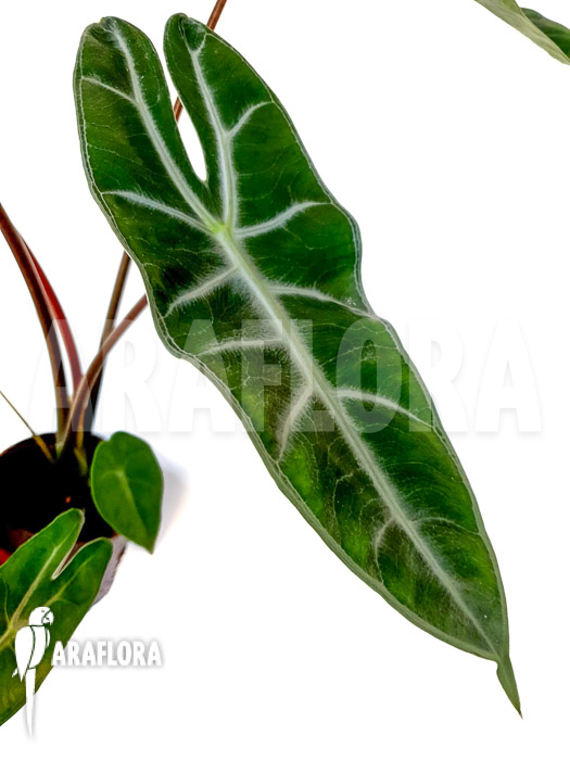 Alocasia longiloba