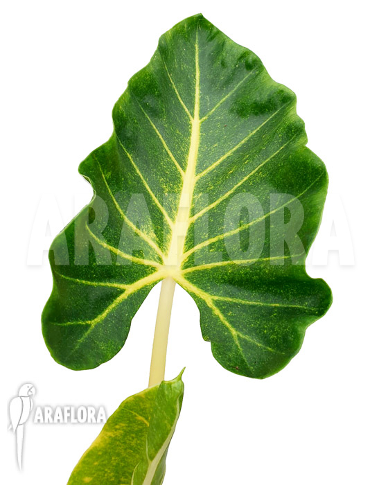 Alocasia macrorrhizos ‘New Guinea Gold’