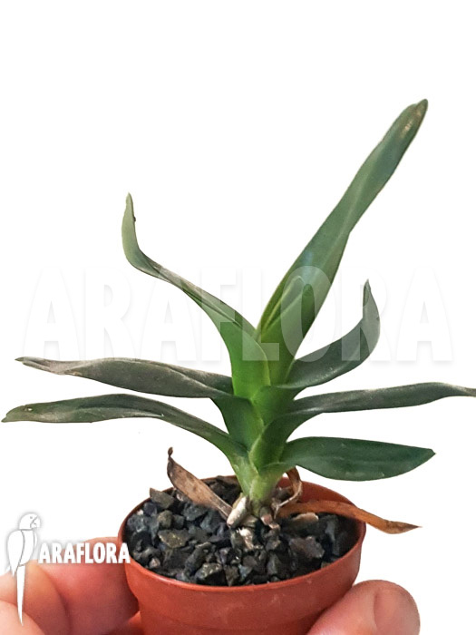 Angraecum sesquipedale ‘starter’