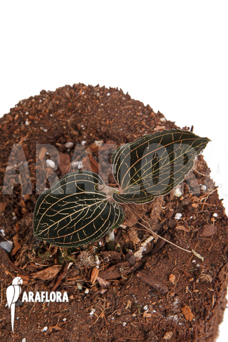 Anoectochilus burmanicus