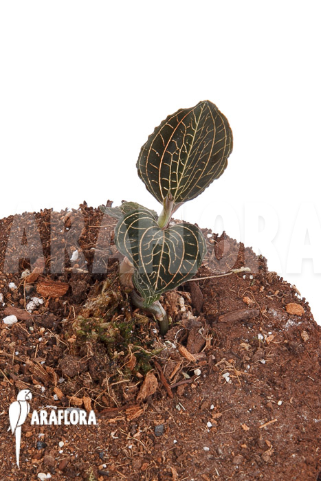 Anoectochilus burmanicus