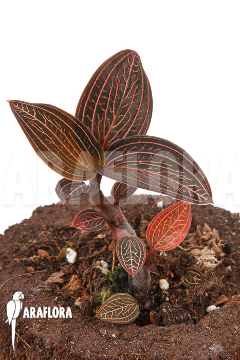 Anoectochilus roxburghii x Ludisia discolor