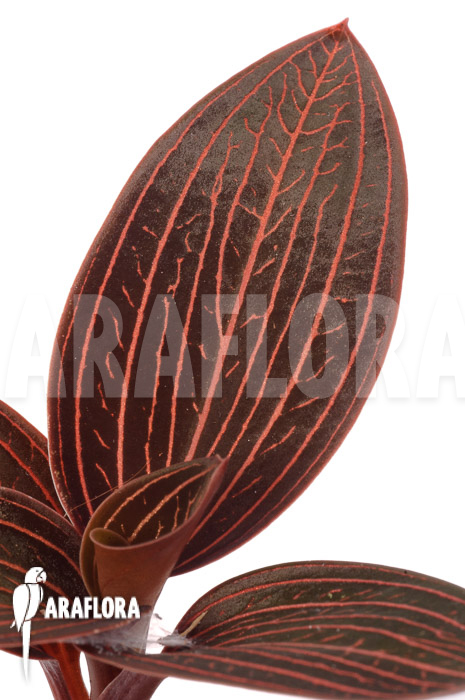 Anoectochilus roxburghii x Ludisia discolor