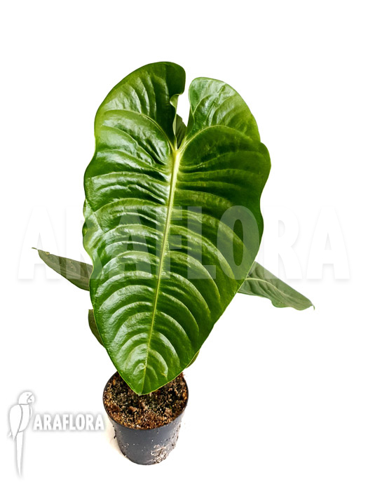 Anthurium veitchii