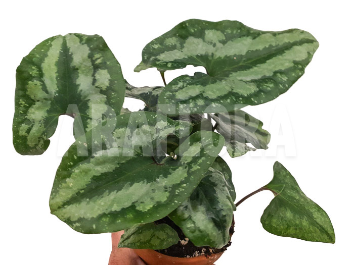 Asarum splendens
