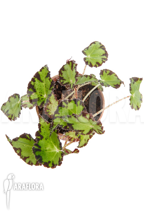 Begonia-bowerae-S-6