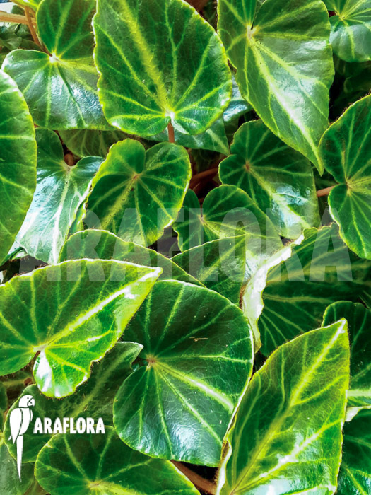 Begonia chingipengii ‘Starter’