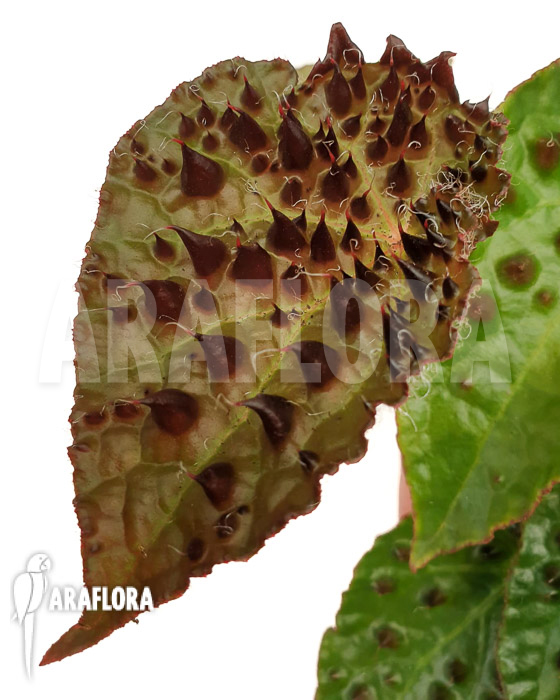 Begonia ferox ‘starter’