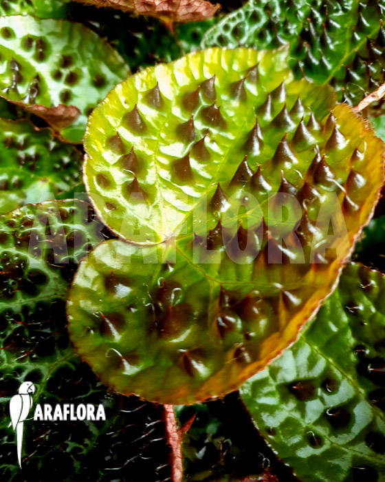 Begonia ferox ‘starter’