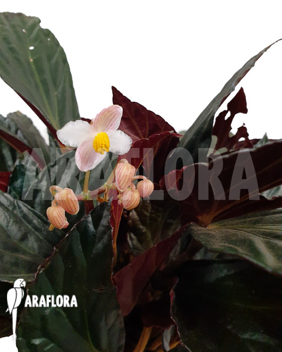 Begonia hatacoa var rubrifolia