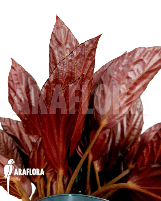 Begonia hatacoa var rubrifolia