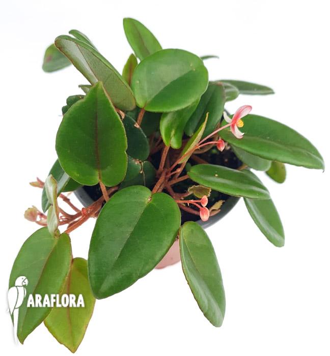 Begonia schulzei ‘Starter’3