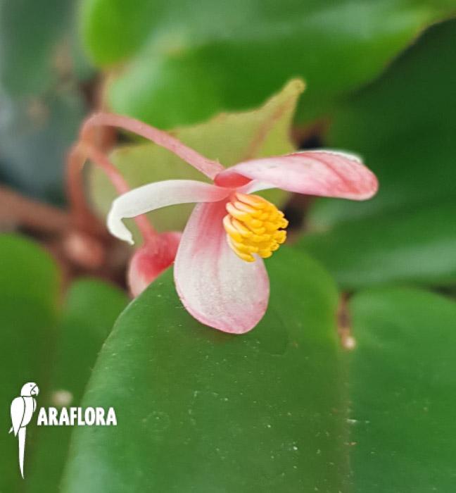 Begonia schulzei ‘Starter’4