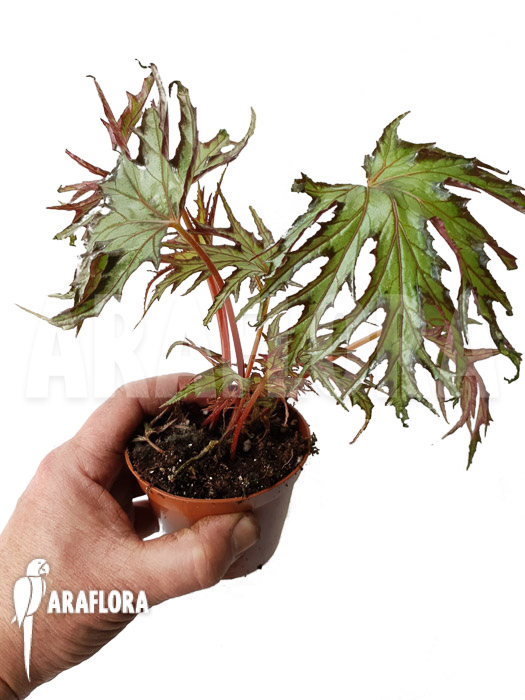 Begonia sp ‘India U614’