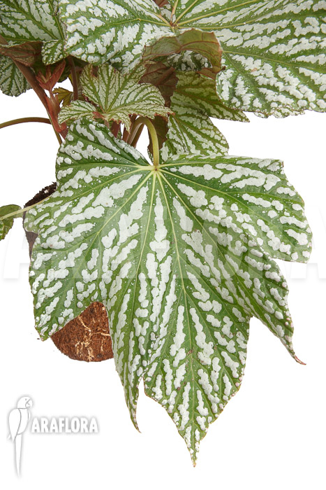 Begonia x ‘Silver Maples’