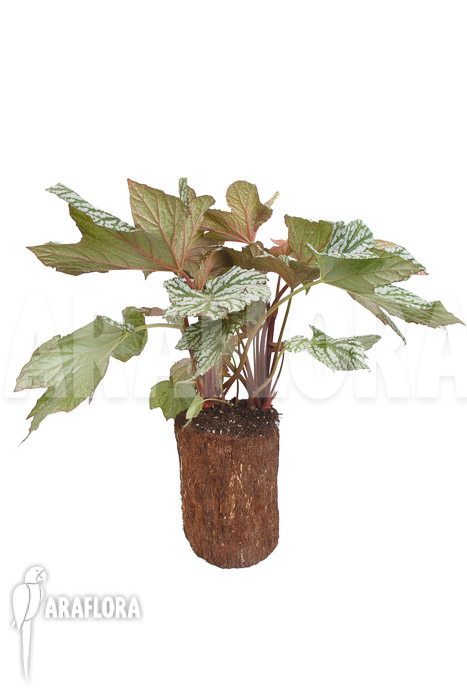 Begonia x ‘Silver Maples’