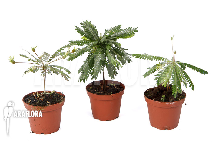 Biophytum Araflora Trio