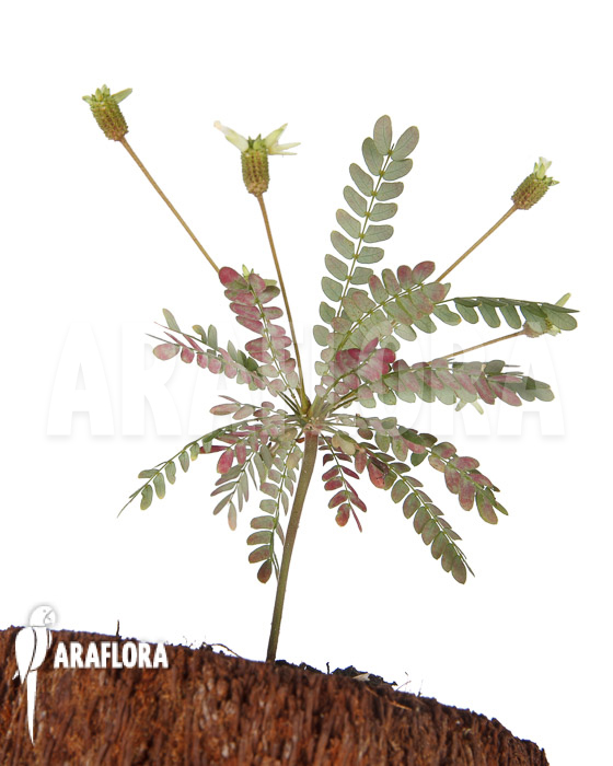 Biophytum species new AN02