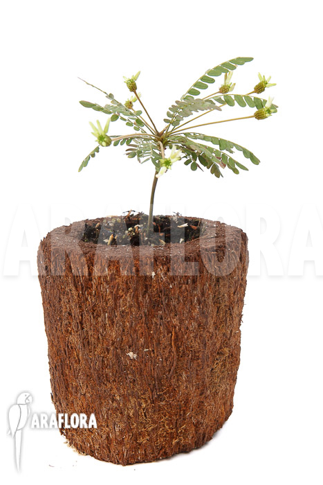 Biophytum sensitivum