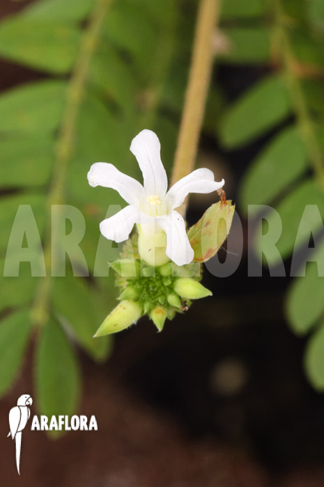 Biophytum-species-new-AN02-5