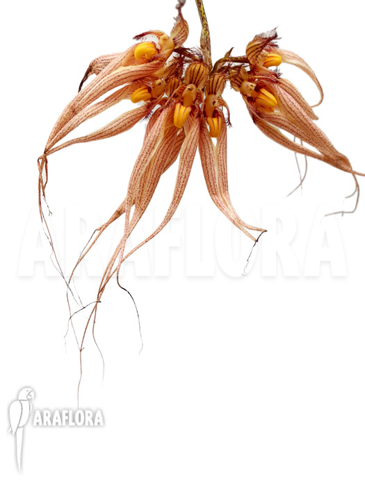 Bulbophyllum ‘Louis Sander’