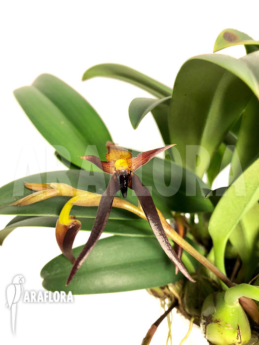 Bulbophyllum nymphopolitanum