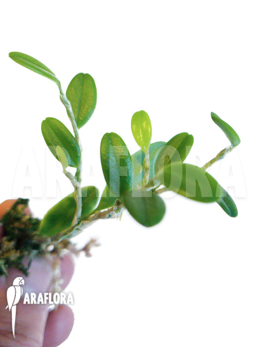 Bulbophyllum sessile