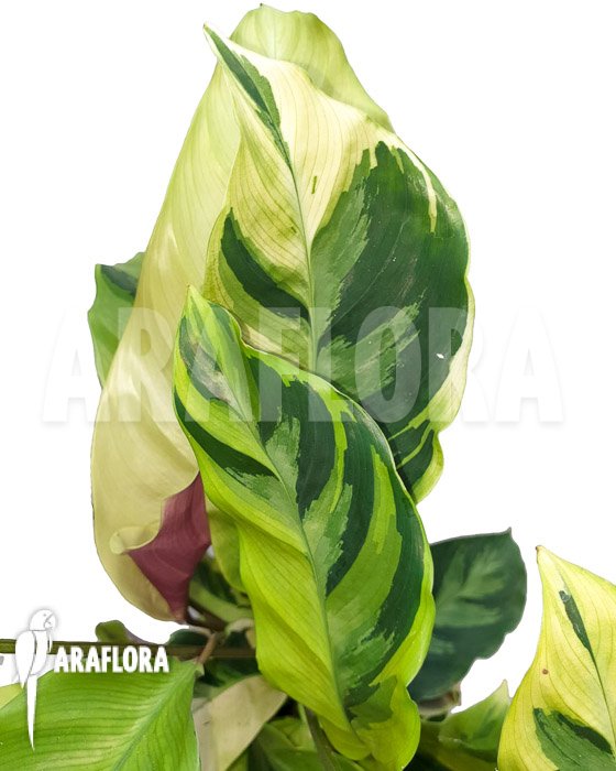 Calathea ‘Yellow Fusion’