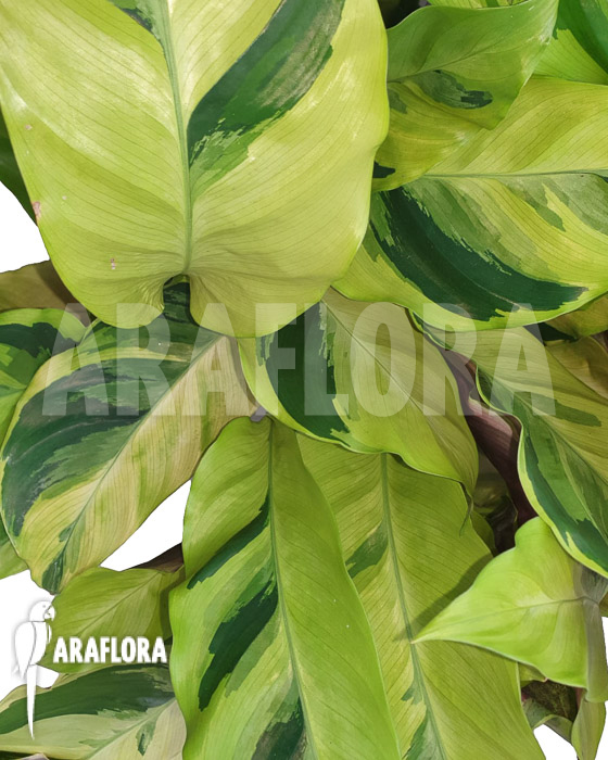 Calathea ‘Yellow Fusion’