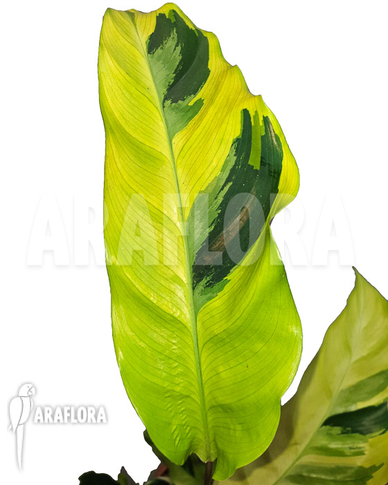 Calathea ‘Yellow Fusion’