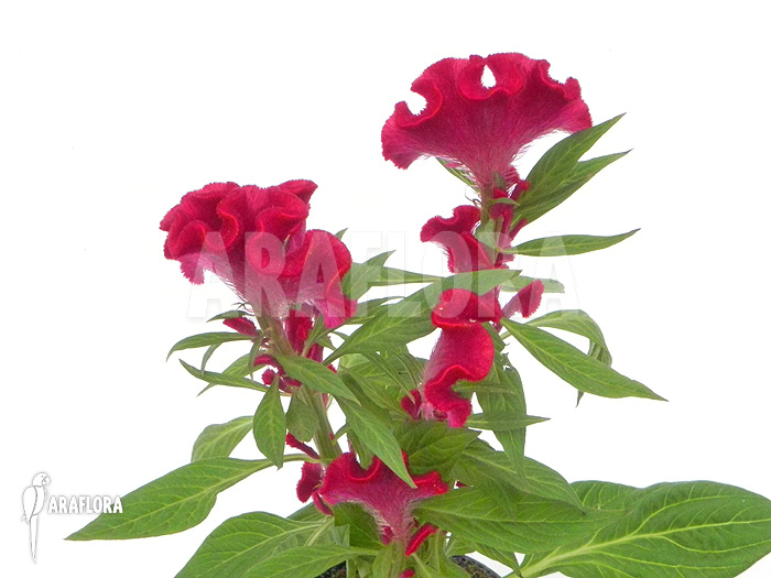 Celosia x Red Sea