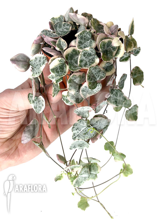 Ceropegia woodii ‘string of hearts’