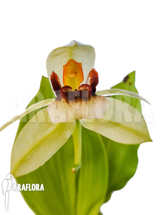 Coelogyne carinata