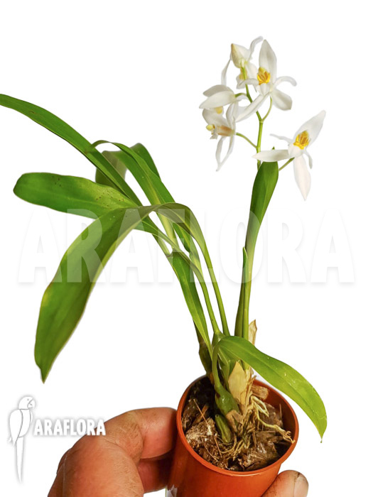 Coelogyne nitida