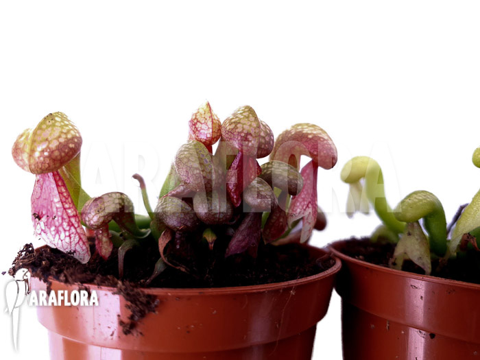 Darlingtonia-californica-Green-Red-5