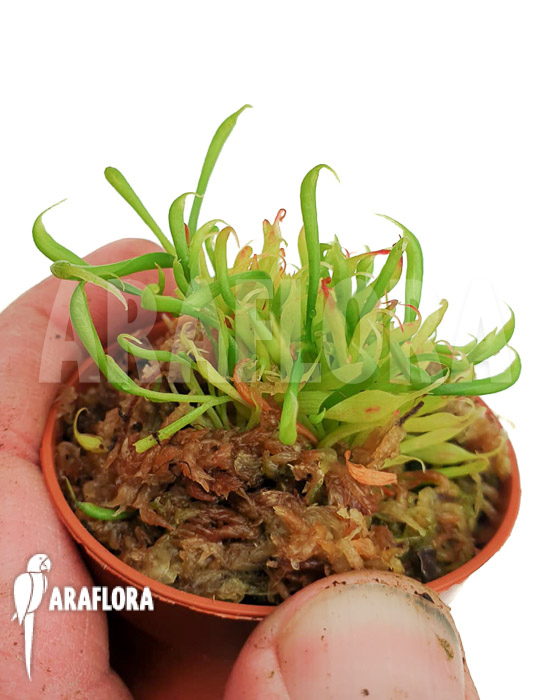 Darlingtonia californica Type B starter