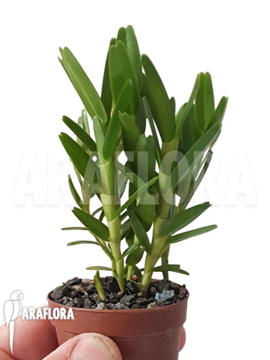 Dendrobium erectifolium