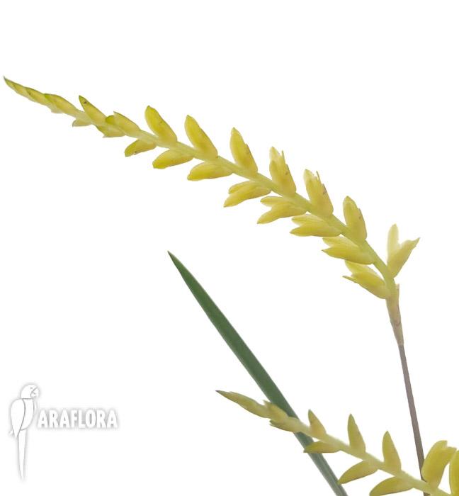 Dendrochilum javieri