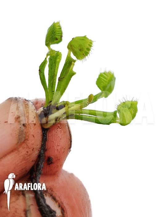 Dionaea muscipula ‘Splash’ ‘Medium’