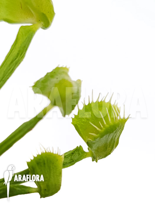 Dionaea muscipula ‘Splash’ ‘Medium’