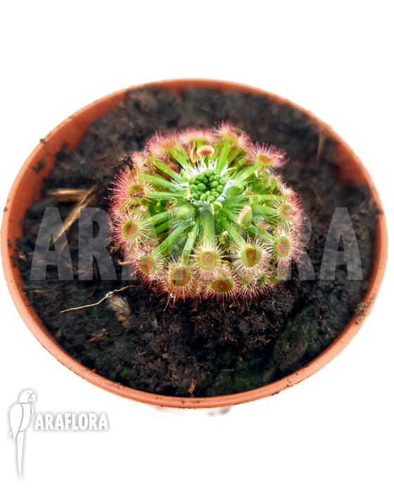 Drosera callistos