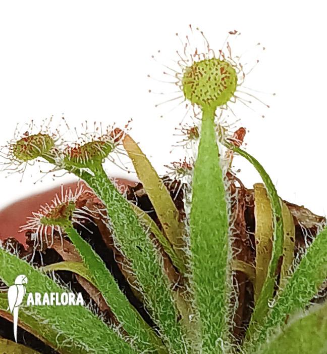 Drosera ordensis ‘starter’
