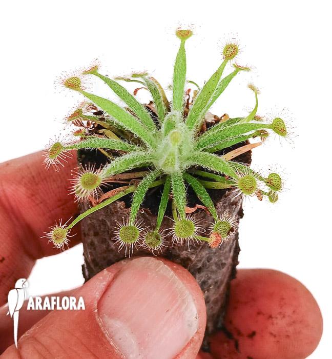 Drosera ordensis ‘starter’