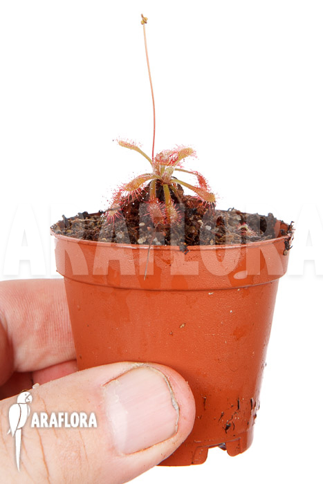 Drosera riparia