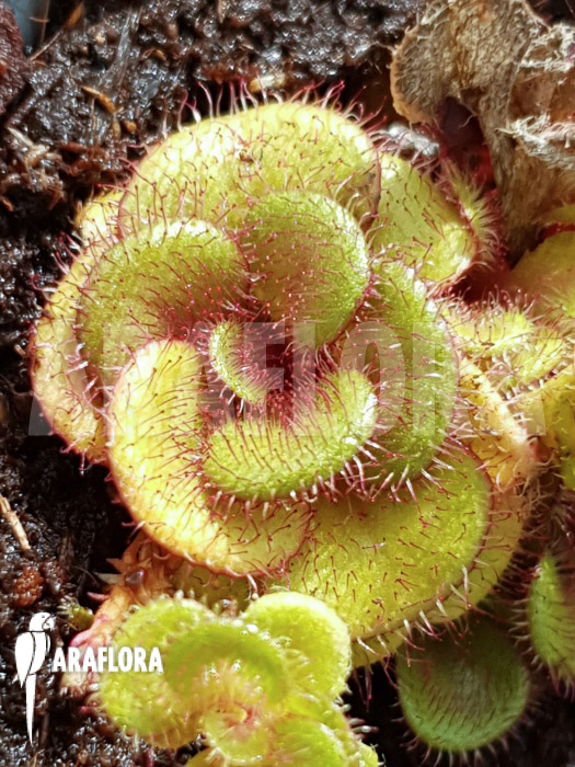 Drosera squamosa