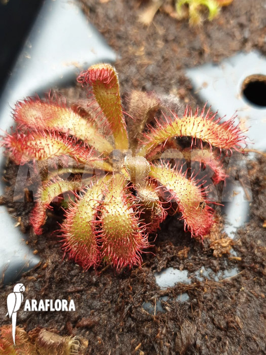 Drosera tomentosa