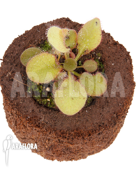 Drosera x Andromeda