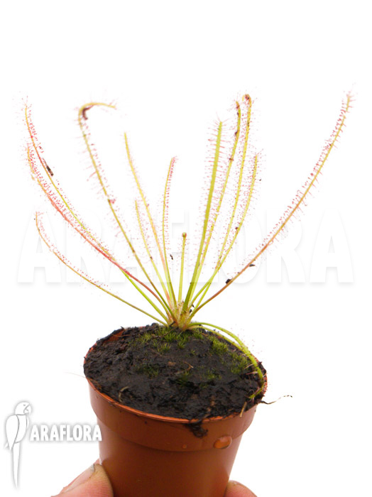 Drosera x hybrida starter