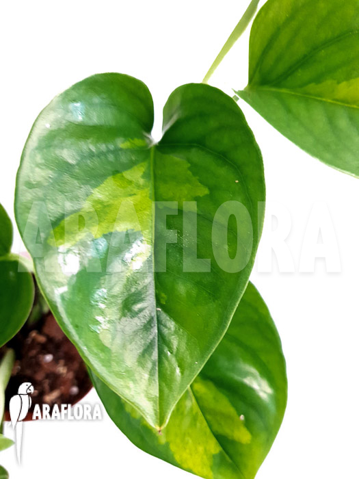 Epipremnum aureum ‘Global Green’ starter